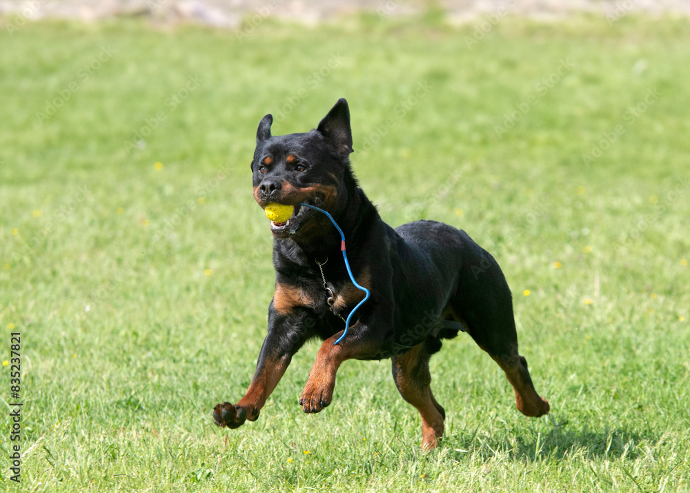 rottweiler training for competition rottweiler training for competition