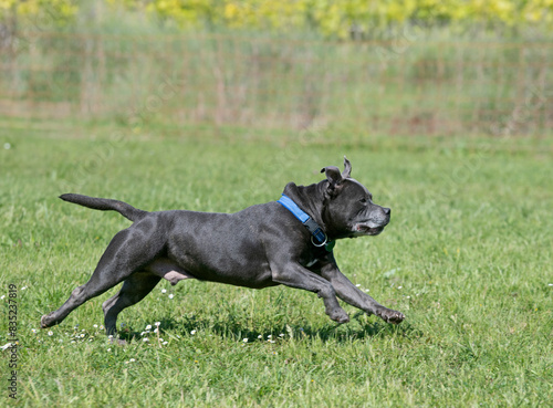 staffordshire bull terrier training