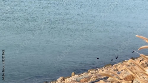 Small black birds with white strip under each wing (crested myna), flying along seaside boulders and rocks photo