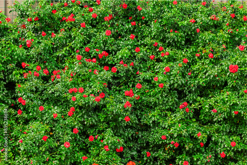 Roter Rosenbusch mit voll erblühten Rosenblüten nahaufnahme