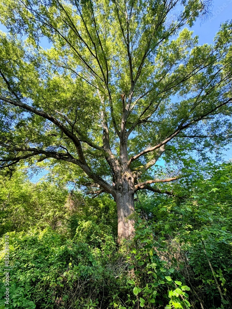 Obraz premium tree in the park
