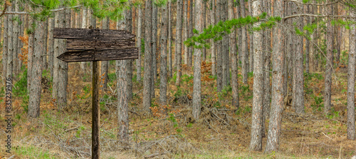 Baumstämme in einem dichten Tannenwald mit einem Holzschild