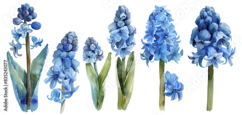 Watercolor illustration of blue hyacinth flowers, showcasing various stages of bloom. Perfect for spring-themed designs and nature artwork.
