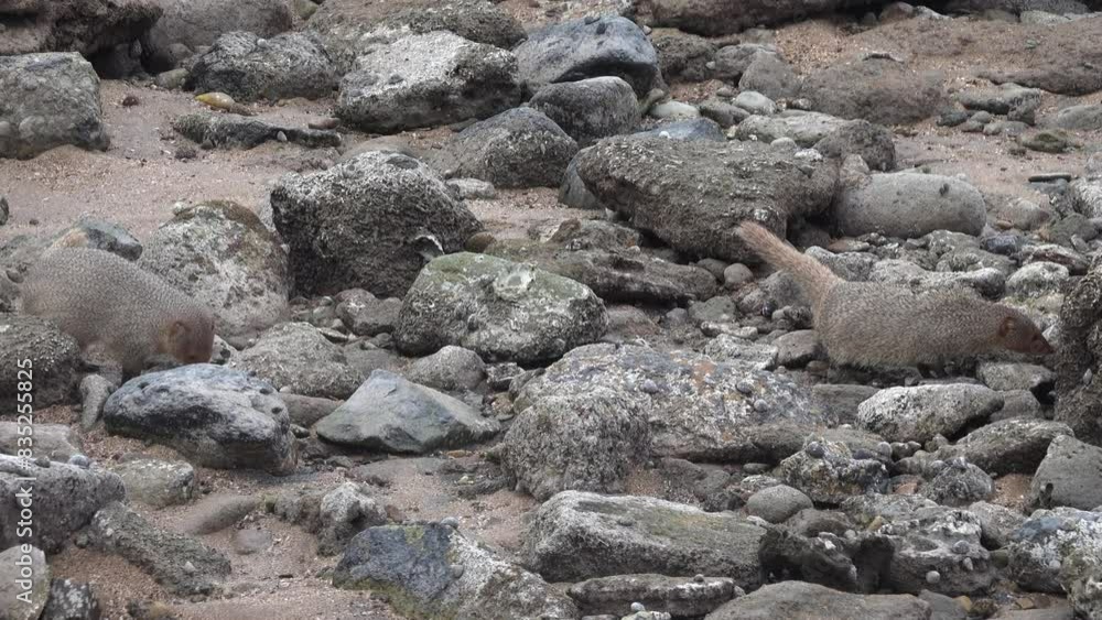 Grey mongooses (Urva edwardsii, pair) in Hormuz Island, Erosed volcanic rock on the shore of the Strait of Hormuz. Iran Grey mongooses (Urva edwardsii, pair) in Hormuz Island, Erosed volcanic rock on the shore of the Strait of Hormuz. Iran