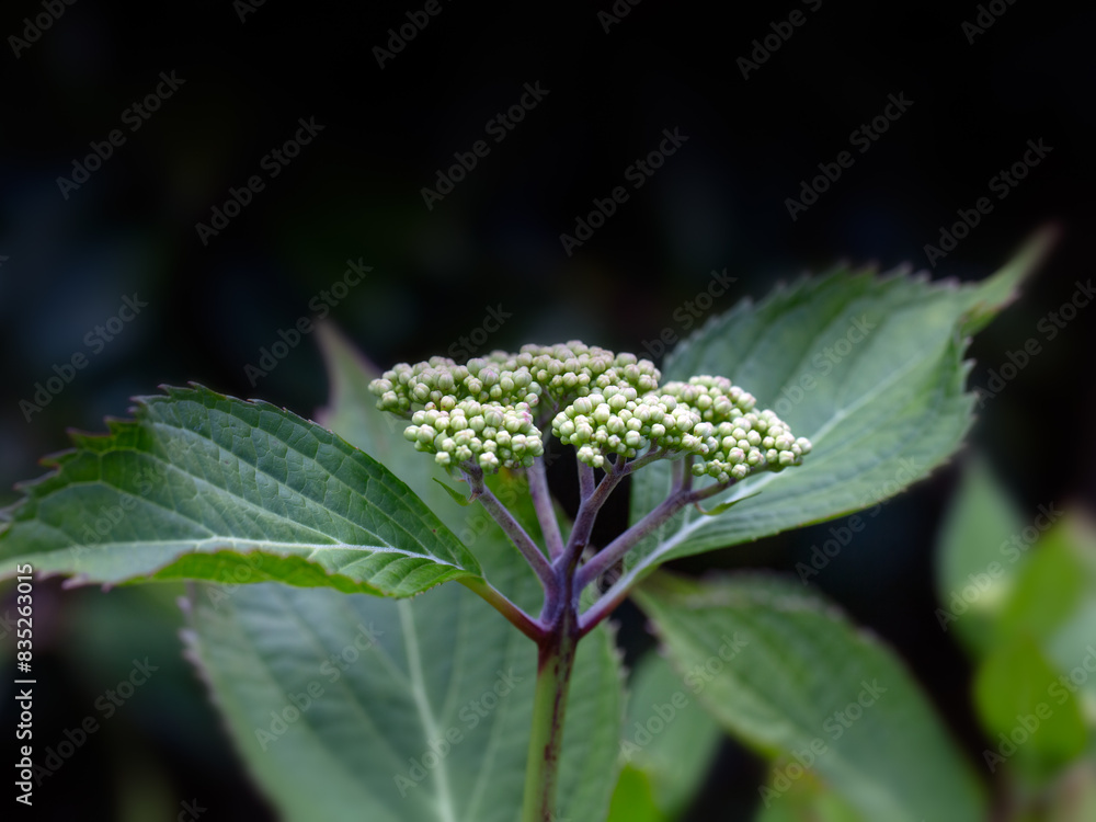 Closeup of flowers buds of Hydrangea (unknown variety) in a garden in early summer Closeup of flowers buds of Hydrangea (unknown variety) in a garden in early summer