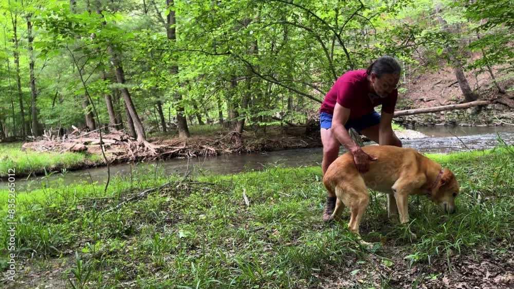 Mature man picking up an injured labrador retriever dog and carrying her through the forest. Mature man picking up an injured labrador retriever dog and carrying her through the forest.