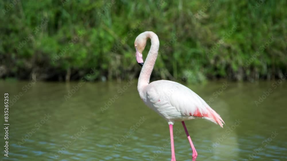 flamingos in shallow delta water in winter flamingos in shallow delta water in winter