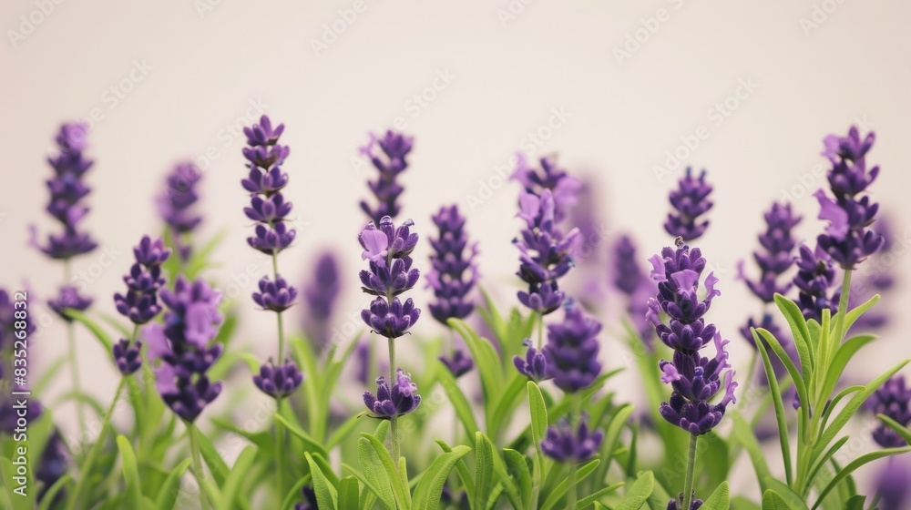 A cluster of lavender flowers with vibrant green stems and leaves, sharply contrasting with a white background A cluster of lavender flowers with vibrant green stems and leaves, sharply contrasting with a white background