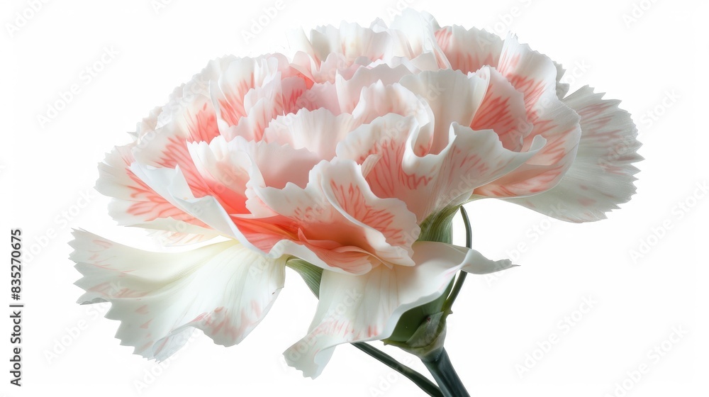 A delicate carnation with a mix of white and pale pink petals, softly highlighted against a white background A delicate carnation with a mix of white and pale pink petals, softly highlighted against a white background