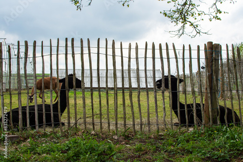 Two black Ilamas having a good talk behind a fence photo