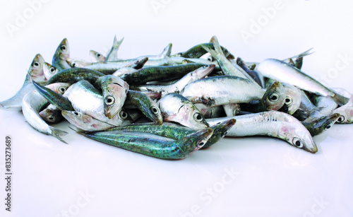 Sardine fresche del Mediterraneo