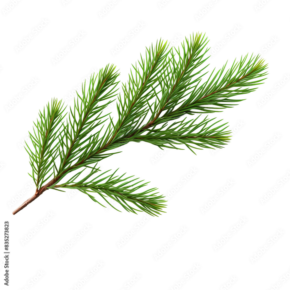pine branch with cones pine branch with cones