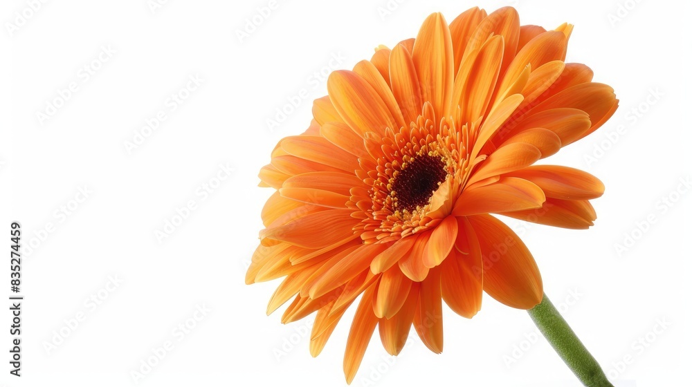 A single orange daisy with vivid petals, standing out against a pure white background A single orange daisy with vivid petals, standing out against a pure white background