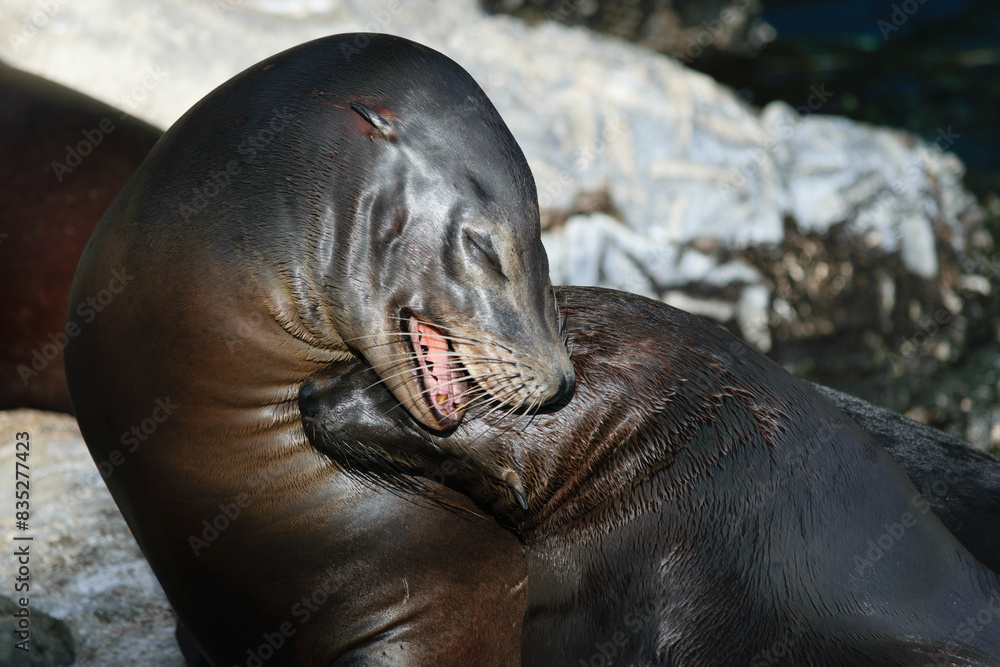 Fototapeta premium Sea Lions Cuddling on Rocky Shore