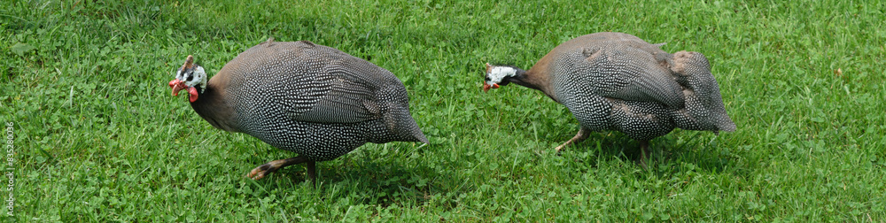Helmeted guinea fowls on grass Helmeted guinea fowls on grass
