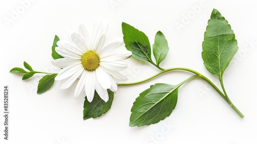 A vibrant white daisy lying flat with its stem and leaves spread out, against a white background
