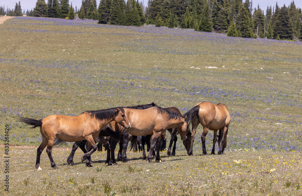 Wild Horses in Summer in the Pryor Mountains Montana Wild Horses in Summer in the Pryor Mountains Montana