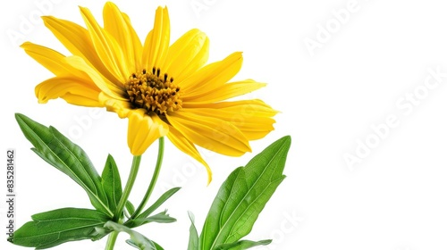 A vibrant yellow daisy with a green stem and leaves, sharply contrasting with a white background