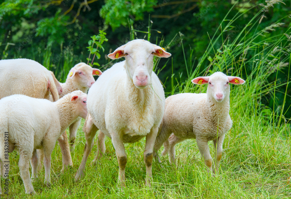 a herd of white sheep, Leineschafe in Göttingen, germany, old breed a herd of white sheep, Leineschafe in Göttingen, germany, old breed