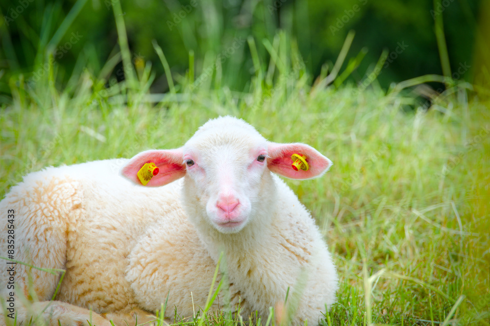 Obraz premium Portrait of a white sheep, Leineschaf in Göttingen, germany, old breed 