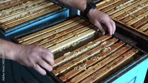 Small business and organic food production concept. Beekeeper on apiary is working with bees and beehives on the apiary