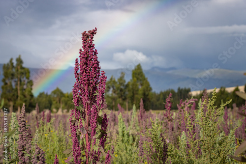 Fotografie Planta de quinoa orgánica en un campo de cultivo en los andes peruanos, de fondo