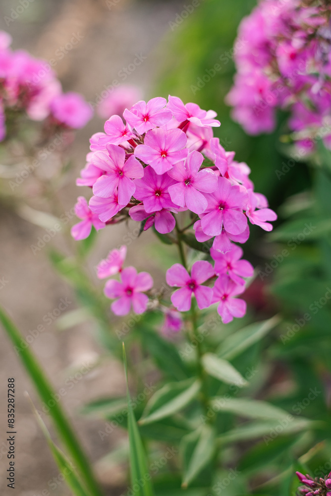 Pink purple phlox flower in the garden Pink purple phlox flower in the garden