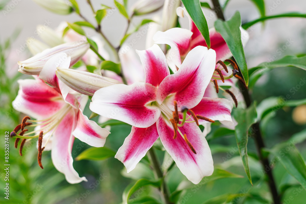 White and pink lily flower with purple center in the garden White and pink lily flower with purple center in the garden