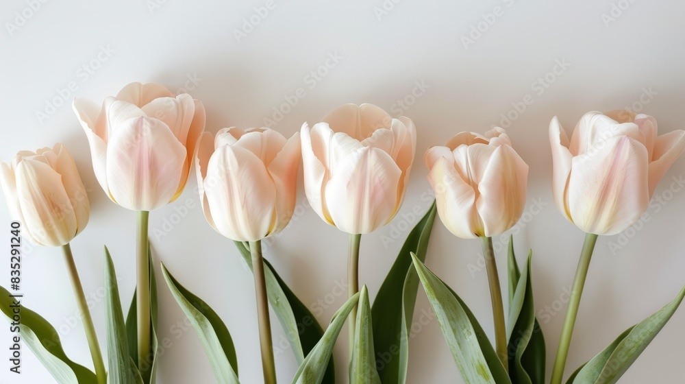 Fototapeta premium Photo of a cluster of pink tulips blooming outdoors in a garden, with a soft focus on the petals, creating a dreamy and vibrant springtime scene.