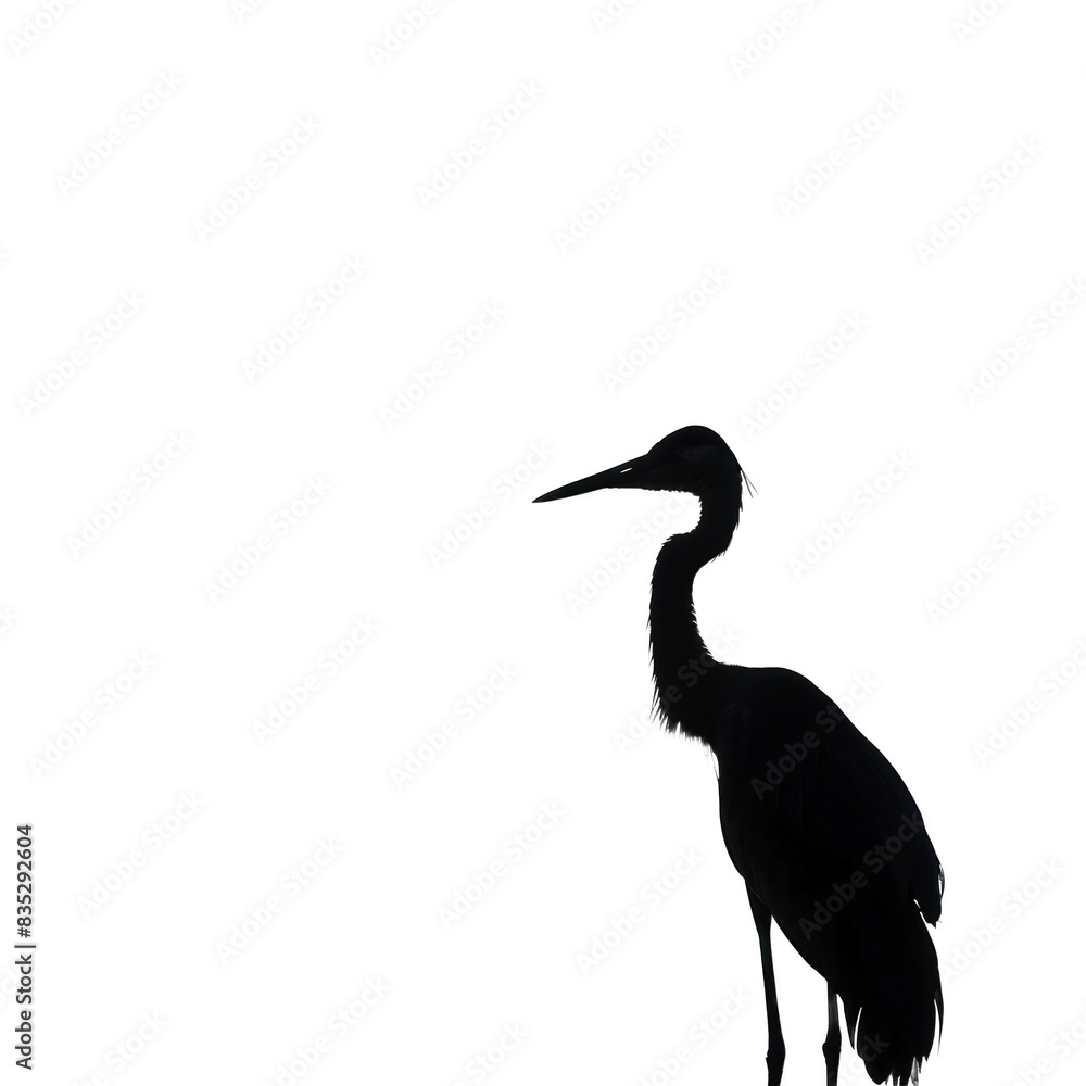 black crowned crane black crowned crane