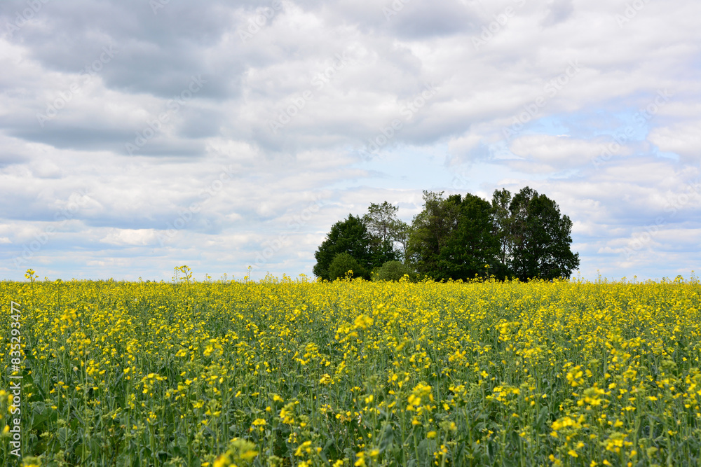 a field of yellow flowers with trees and clouds in the background a field of yellow flowers with trees and clouds in the background