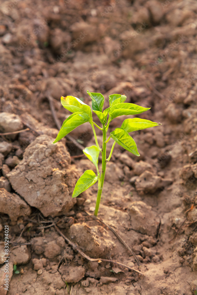 A close-up of a young plant sprouting in fertile soil. This image highlights early growth stages, symbolizing new beginnings, agricultural potential, and the nurturing of nature. A close-up of a young plant sprouting in fertile soil. This image highlights early growth stages, symbolizing new beginnings, agricultural potential, and the nurturing of nature.