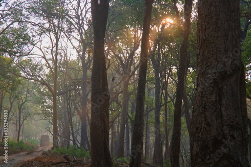 A jungle safari van going through the forests photo