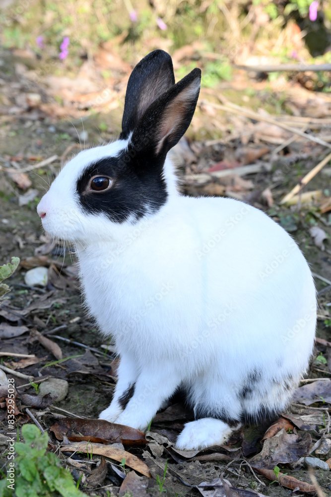 closeup the white black young rabbit enjoy the nature on the grey brown background. closeup the white black young rabbit enjoy the nature on the grey brown background.
