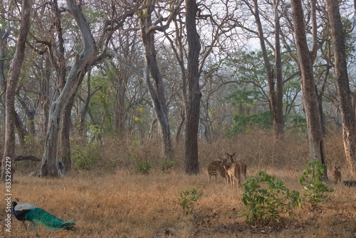 A peacock crossing a group of deers