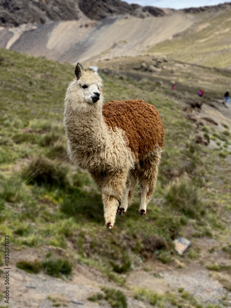 Fototapeta premium llama in the mountains
