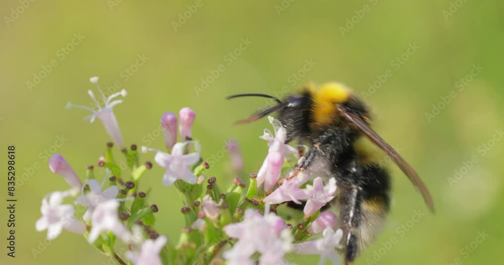 Bumblebee collects flower nectar at sunny day. Bumble bee in macro shot in slow motion. Bumblebee collects flower nectar at sunny day. Bumble bee in macro shot in slow motion.