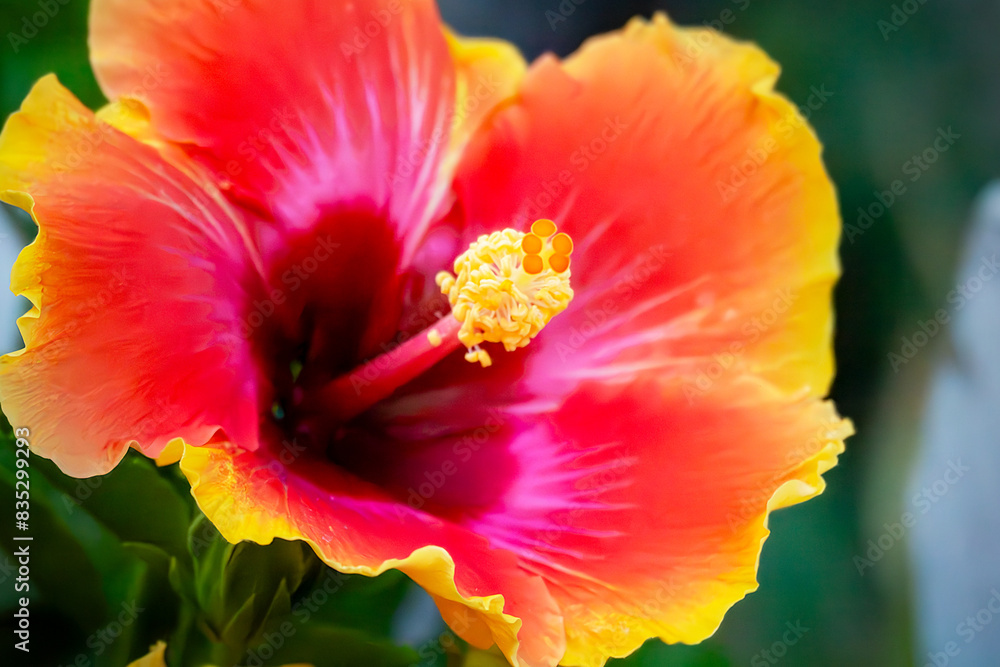 A potted hibiscus adds brilliant color to a Wisconsin patio. A potted hibiscus adds brilliant color to a Wisconsin patio.