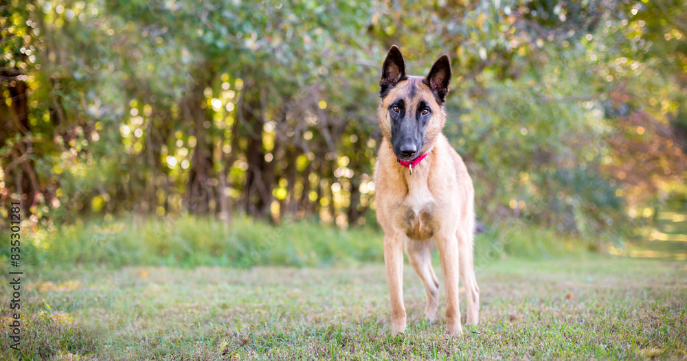 A purebred Belgian Malinois dog outdoors A purebred Belgian Malinois dog outdoors