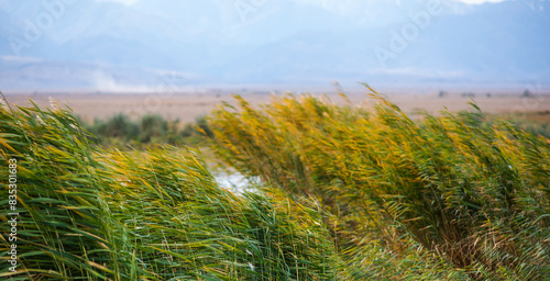 A lake with beautiful foggy weather and amazing autumn colors in the reeds surrounding the water and mountains in the distance.