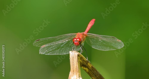 Scarlet Dragonfly (Crocothemis erythraea) is a species of dragonfly in the family Libellulidae. Its common names include broad scarlet, common scarlet darter. photo