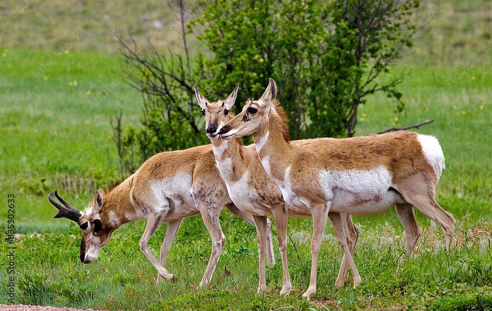 Antelope in Yellowstone n.p. Antelope in Yellowstone n.p.