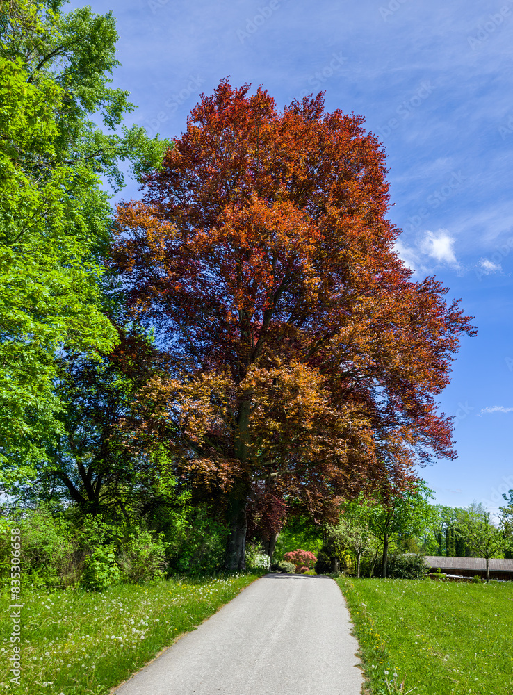 Schöne Blutbuche (Fagus sylvatica f. purpurea) im Höhenrieder Park, Bernried, Bayern, Deutschland, Europa