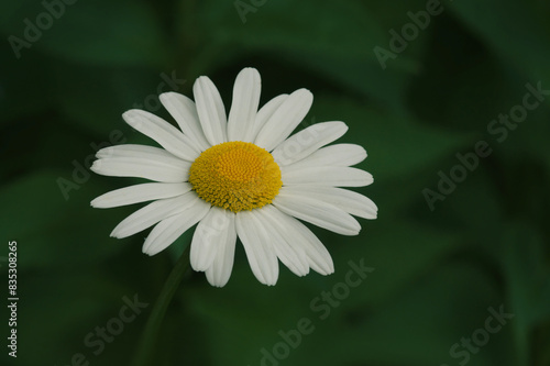 Ox eye daisy