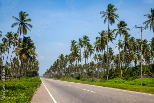 Tropical Road Lined with Palm Trees in Tucacas Falcon Venezuela