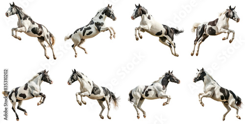 Set of pinto horses jumping in the air isolated on white or transparent background, png clipart, design element. Easy to place on any other background.
