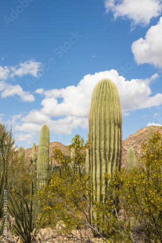 Saguaro cacti in the Sonoran Desert, Arizona
 photo