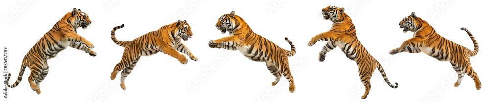 Obraz premium Set of a tigers leaping into the air isolated on white or transparent background, png clipart, design element. Easy to place on any other background.
