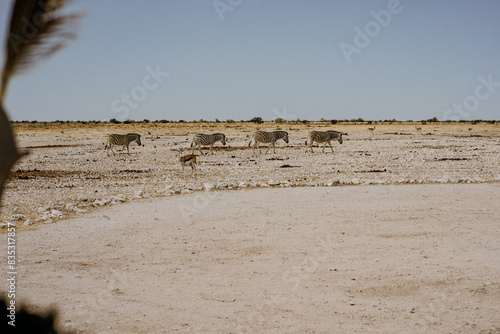 Namibia Etosha National Park Zebras photo