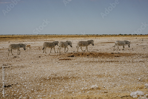 Namibia Etosha National Park Zebras photo